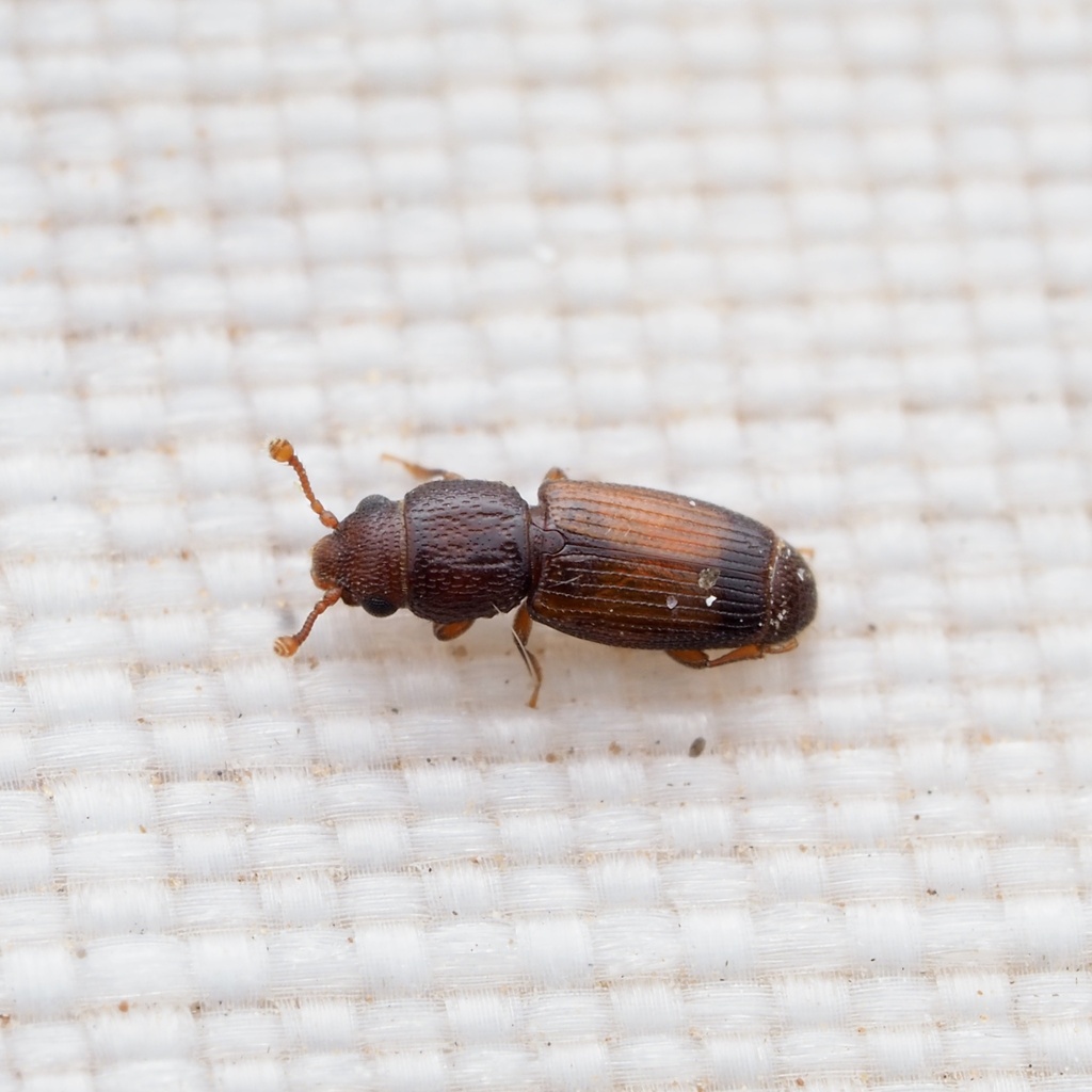 Bactridium ephippigerum