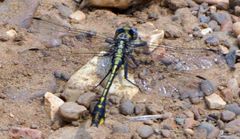 Gomphurus ozarkensis