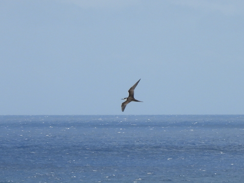 iNaturalist image