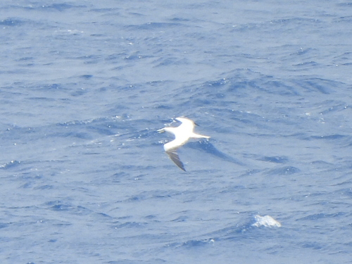 iNaturalist image
