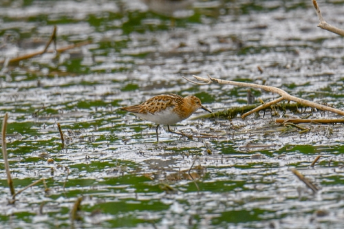 iNaturalist image