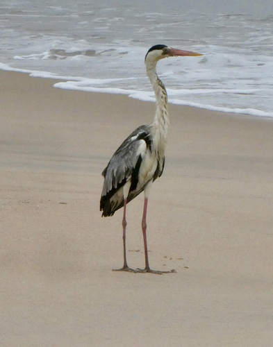 Grey Heron