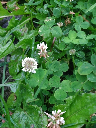 white clover