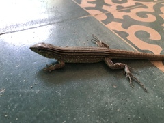 Cnemidophorus gaigei