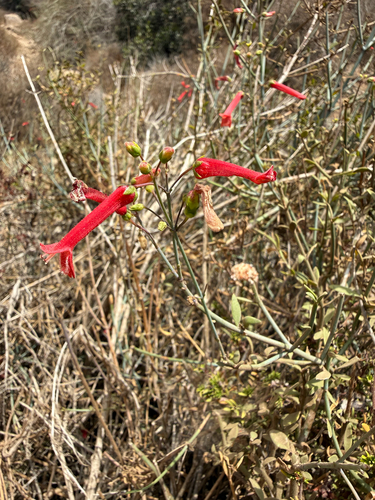 Gambelia juncea, photograph 3
