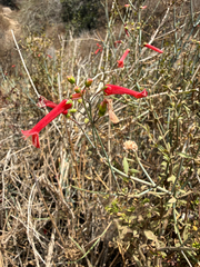 Gambelia juncea, photograph (c) David Murr, some rights reserved (CC BY)
