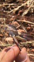 Pyrgodera armata