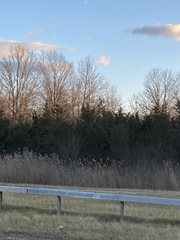 Juniperus virginiana virginiana