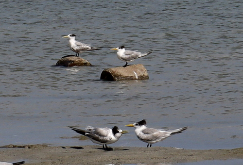 iNaturalist image