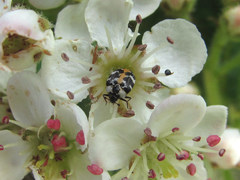 Anthrenus scrophulariae