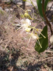 Quadrella asperifolia