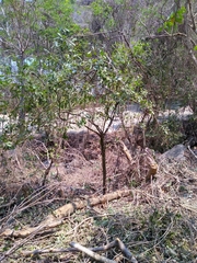 Quadrella asperifolia