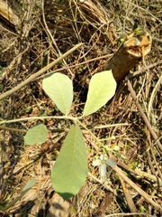 Quadrella asperifolia