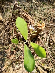Quadrella asperifolia