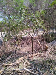 Quadrella asperifolia