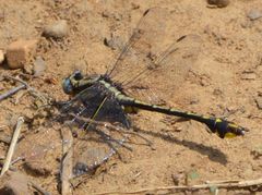 Gomphurus ozarkensis