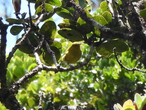 Magumma parva observed 2026-07-18