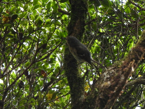 Chasiempis sandwichensis observed 2026-07-18