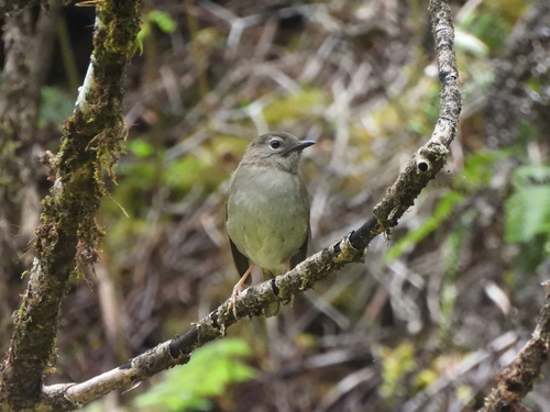 Myadestes palmeri observed 2026-07-18