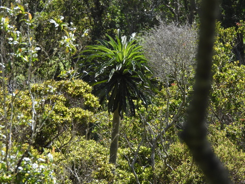 Cyanea leptostegia observed 2026-07-18