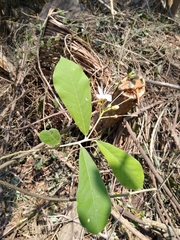 Quadrella asperifolia