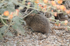 Sigmodon arizonae