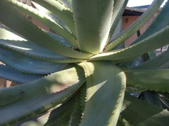 Aloe arborescens × ferox