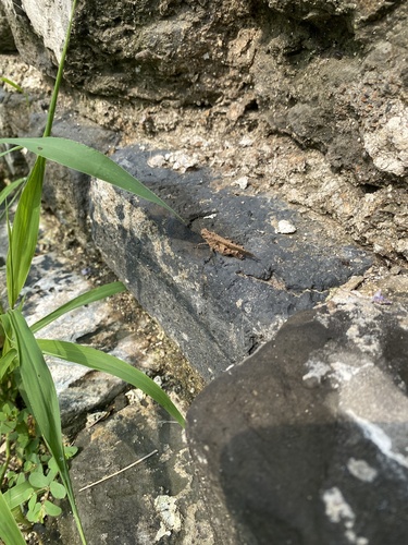 Carinate Locust