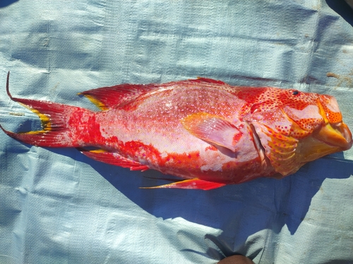 Yellow-edged Lyretail