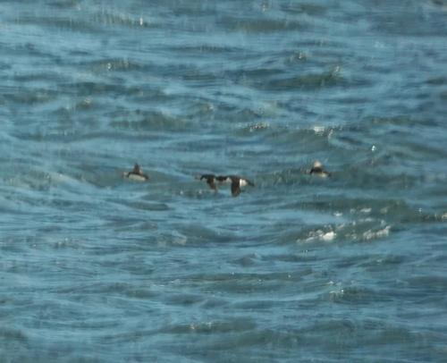 Atlantic Puffin