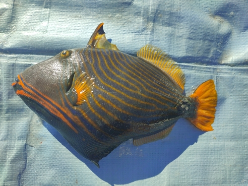Orangestripe Triggerfish