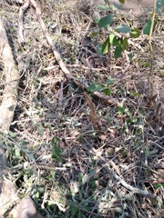 Quadrella asperifolia