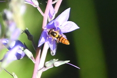 Sphaerophoria pyrrhina