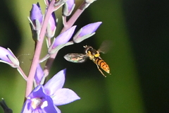 Sphaerophoria pyrrhina