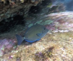 Prionurus maculatus
