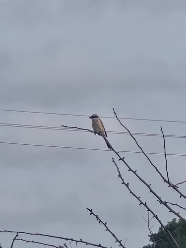 Red-backed Shrike