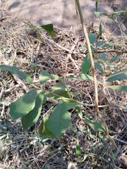 Quadrella asperifolia