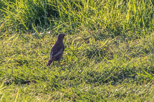 European Starling
