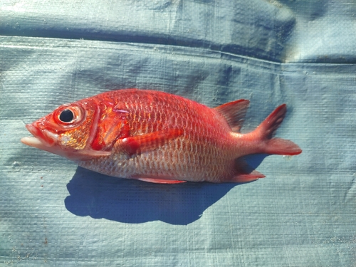 Tailspot Squirrelfish
