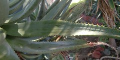 Aloe arborescens × ferox