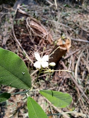 Quadrella asperifolia
