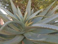 Aloe arborescens × ferox