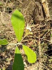 Quadrella asperifolia