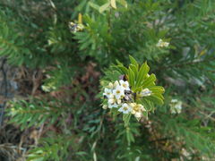 Daphne gnidium