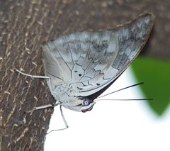 Archaeoprepona demophoon gulina