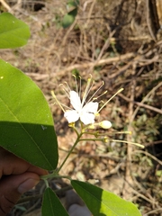 Quadrella asperifolia