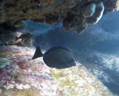 Prionurus maculatus