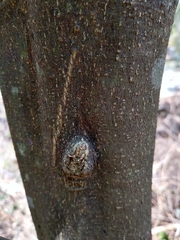 Quadrella asperifolia