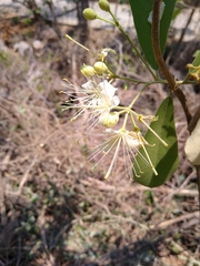 Quadrella asperifolia
