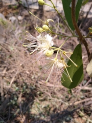 Quadrella asperifolia